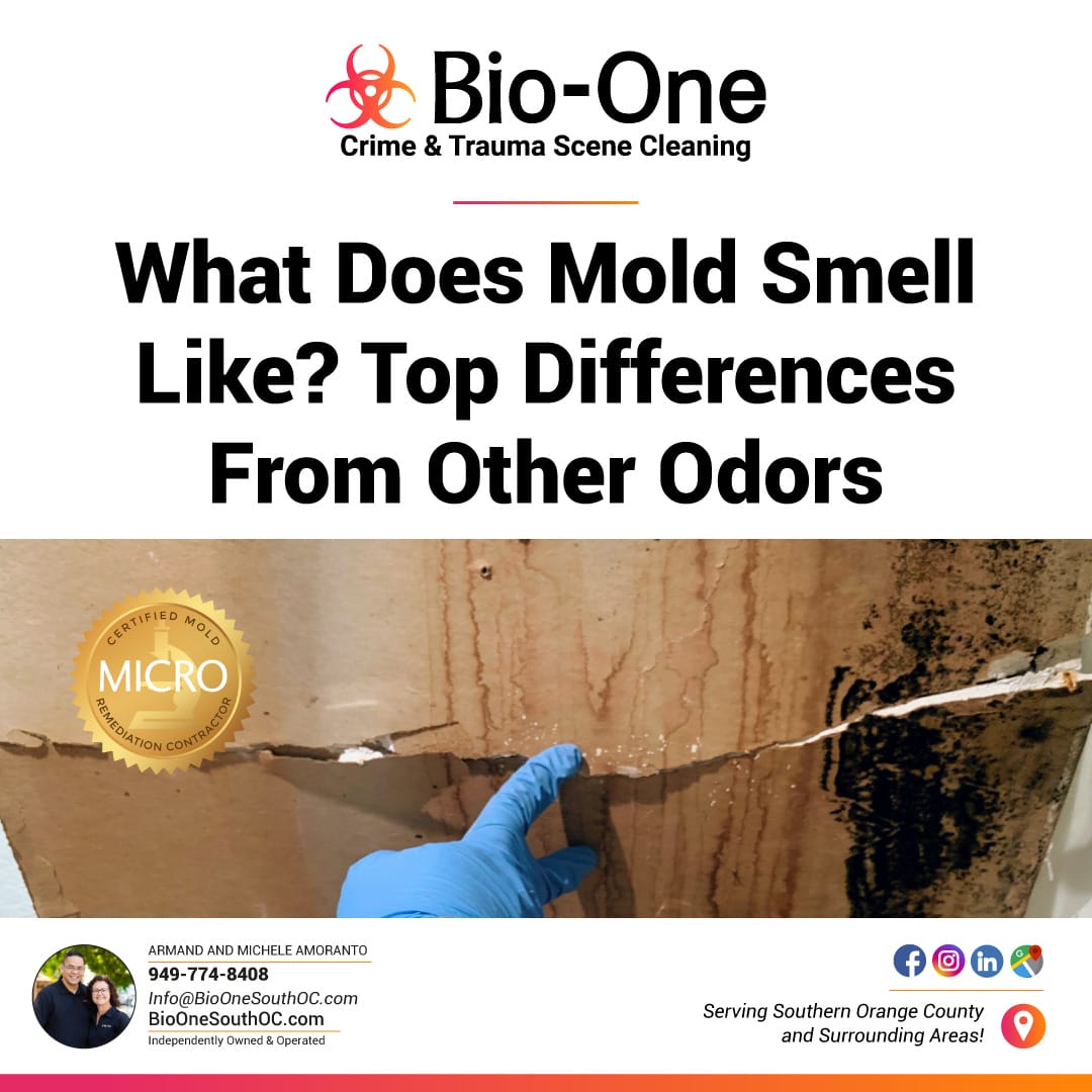 What Does Mold Smell Like? Top Differences From Other Odors BioOne