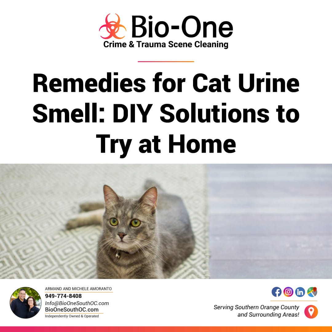 Remedies for Cat Urine Smell DIY Solutions to Try at Home BioOne of